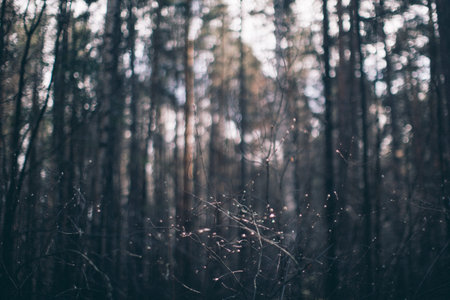 Tropical green leaf background, Dark tone theme. Living with the natureの写真素材