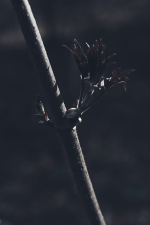 Natural background from plants, colored textures of nature