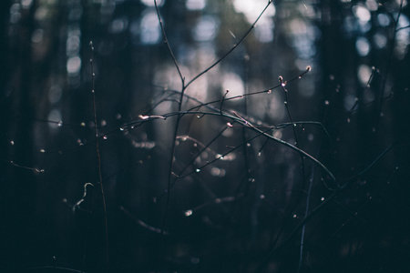 Natural background from plants, colored textures of nature