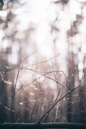 Natural background from plants, colored textures of natureの写真素材