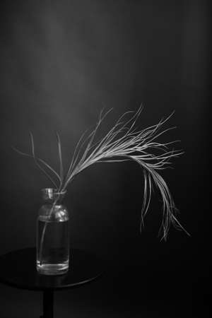 Studio photo black and white flowers and plants, flowers on black backgroundの写真素材