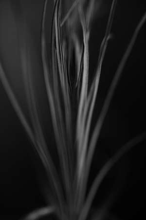 Studio photo black and white flowers and plants, flowers on black backgroundの写真素材