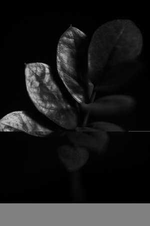 Studio photo black and white flowers and plants, flowers on black backgroundの写真素材