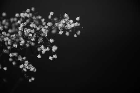 Studio photo black and white flowers and plants, flowers on black backgroundの写真素材