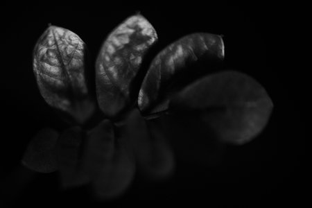 Studio photo black and white flowers and plants, flowers on black background