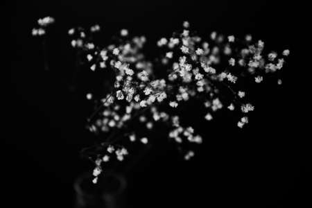 Studio photo black and white flowers and plants, flowers on black backgroundの写真素材