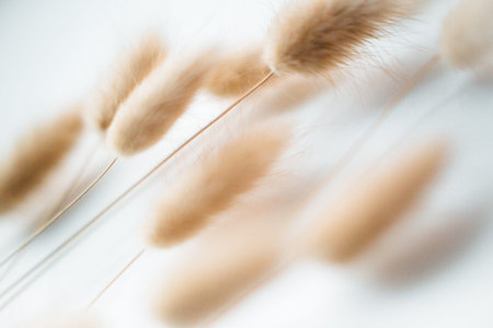 herbarium, pussies, bouquet of flowers on white background. Autumn background of ripe ears. Flat...