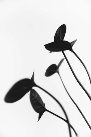 herbarium, pussies, bouquet of flowers on white backgroundの写真素材