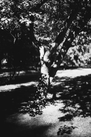 Enormous tree with roots hanging out, natural backgrounds, magic forest and trees, roots and branchesの写真素材