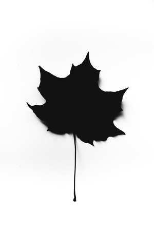 Autumn background made of dry leaves. Flat lay, top view. Copy space for text.の写真素材