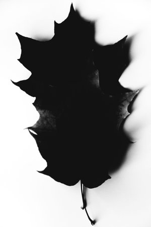Autumn background made of dry leaves. Flat lay, top view. Copy space for text.