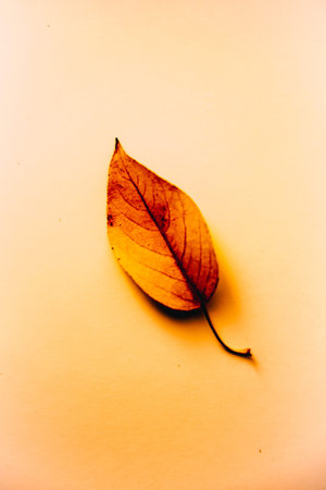 Autumn background made of dry leaves. Flat lay, top view. Copy space for text.