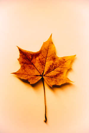 Autumn background made of dry leaves. Flat lay, top view. Copy space for text.の写真素材