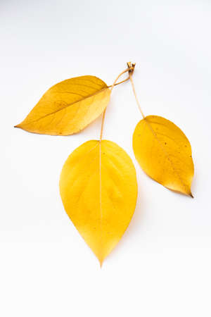 Plant background, Colorful texture. Autumn background made of dry leaves. Flat lay, top view. Copy space for text.の写真素材