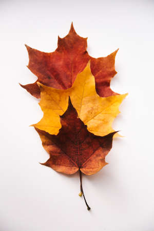 Plant background, Colorful texture. Autumn background made of dry leaves. Flat lay, top view. Copy space for text.の写真素材