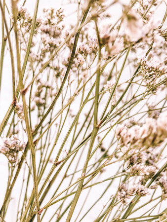 Fluffy tan pom pom plants bouquet on white background. Minimal floral holiday composition.