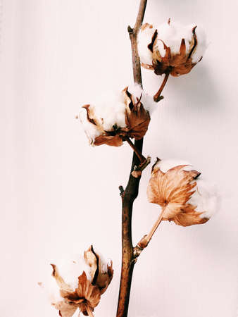 herbarium, cotton bouquet of flowers on white backgroundの写真素材