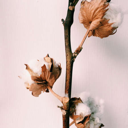 herbarium, cotton bouquet of flowers on white backgroundの写真素材