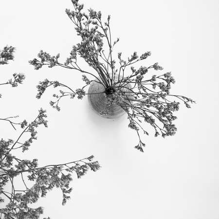 Dry floral branch on white background. Flat lay, top view minimal neutral flower background.の写真素材
