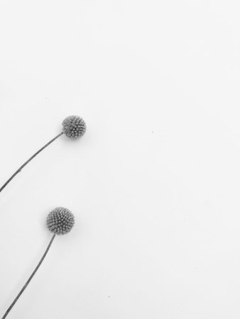Dry floral branch on white background. Flat lay, top view minimal neutral flower background.