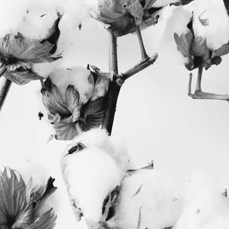 herbarium, cotton bouquet of flowers on white backgroundの写真素材