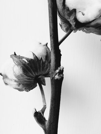 herbarium, cotton bouquet of flowers on white background