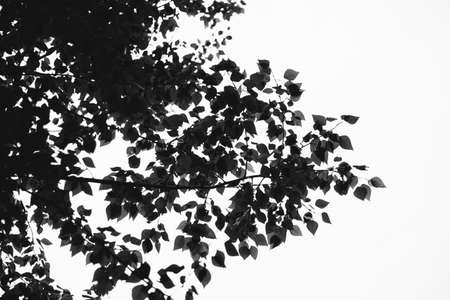 magic forest and trees, roots and branchesの写真素材