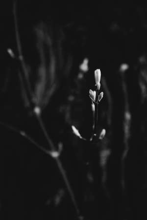 magic forest and trees, roots and branchesの写真素材