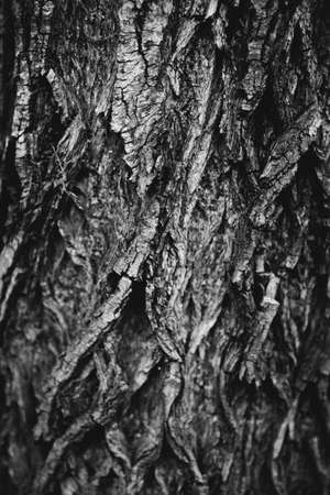 magic forest and trees, roots and branchesの写真素材