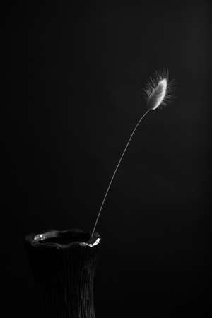 herbarium, pussies, bouquet of flowers on dark background, studio photo black and white flowers and plantsの写真素材