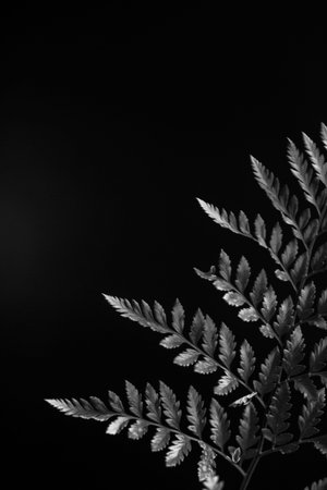 herbarium, pussies, bouquet of flowers on dark background, studio photo black and white flowers and...