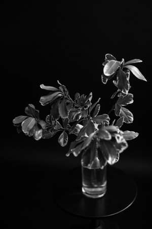 herbarium, pussies, bouquet of flowers on dark background, studio photo black and white flowers and plantsの写真素材