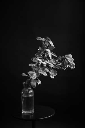 herbarium, pussies, bouquet of flowers on dark background, studio photo black and white flowers and plantsの写真素材