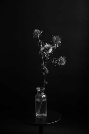 herbarium, pussies, bouquet of flowers on dark background, studio photo black and white flowers and plantsの写真素材
