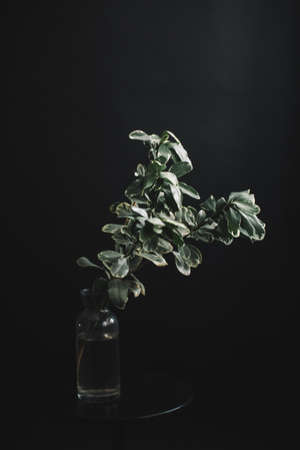 Studio color photo of an exotic plant, minimalistic still life of plantsの写真素材