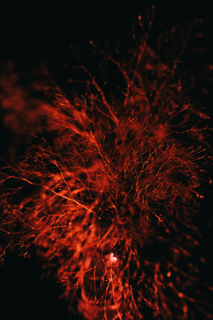 Studio color photo of an exotic plant, minimalistic still life of plants