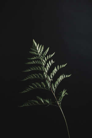 Studio color photo of an exotic plant, minimalistic still life of plantsの写真素材