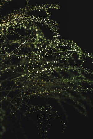 Studio color photo of an exotic plant, minimalistic still life of plantsの写真素材