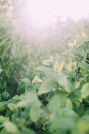 Dark green leaves, green leaves background, abstract natural backgroundの写真素材