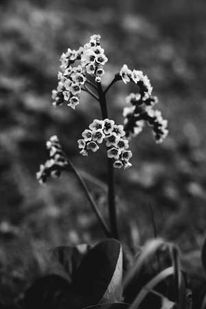 Natural background from plantsの写真素材