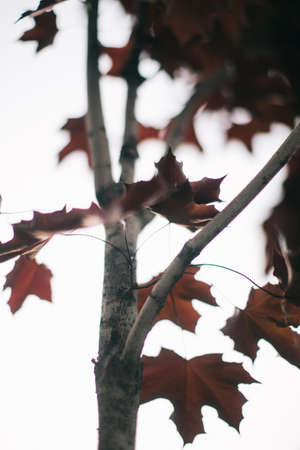 Background with green abstract leaves texture. Flat lay. Nature concept.Juicy and dark green saturated background. Dense foliage, summer nature photographyの写真素材