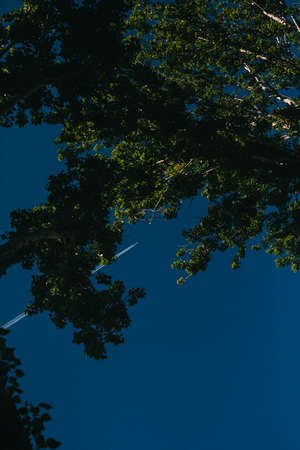 Background with green abstract leaves texture. Flat lay. Nature concept.Juicy and dark green saturated background. Dense foliage, summer nature photographyの写真素材