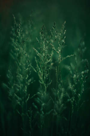 Background with green abstract leaves texture. Flat lay. Nature concept.Juicy and dark green saturated background. Dense foliage, summer nature photographyの写真素材