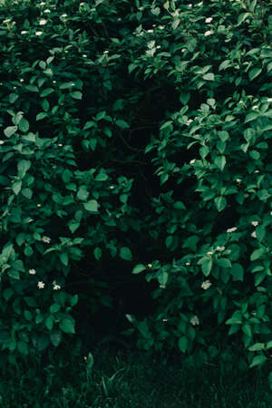 Background with green abstract leaves texture. Flat lay. Nature concept.Juicy and dark green saturated background. Dense foliage, summer nature photographyの写真素材