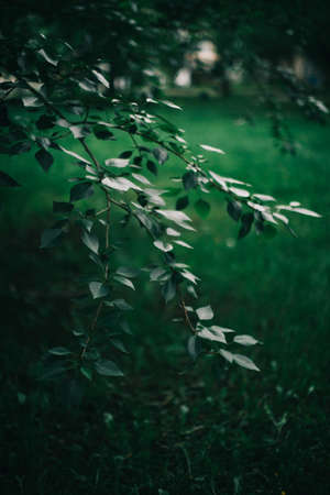 Background with green abstract leaves texture. Flat lay. Nature concept.Juicy and dark green saturated background. Dense foliage, summer nature photographyの写真素材