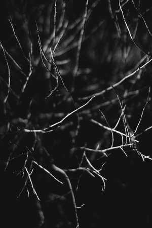 The perfect black and white background images of autumn leaves are perfect for seasonal use. Monochrome landscape of plants. A group of leaves on a dark background. Plant ornamentの写真素材