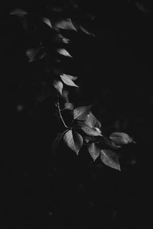 The perfect black and white background images of autumn leaves are perfect for seasonal use. Monochrome landscape of plants. A group of leaves on a dark background. Plant ornamentの写真素材