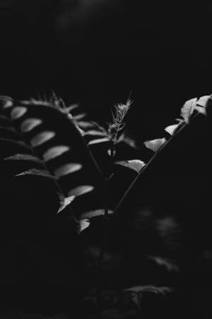 The perfect black and white background images of autumn leaves are perfect for seasonal use. Monochrome landscape of plants. A group of leaves on a dark background. Plant ornamentの写真素材
