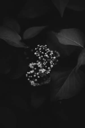 The perfect black and white background images of autumn leaves are perfect for seasonal use. Monochrome landscape of plants. A group of leaves on a dark background. Plant ornamentの写真素材
