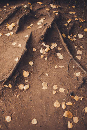 ancient roots and branches of trees in a magical forest, landscape photography of natureの写真素材